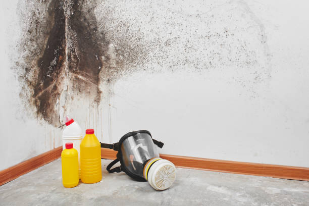 Best Home Mold Removal  in Fort Stewart, GA