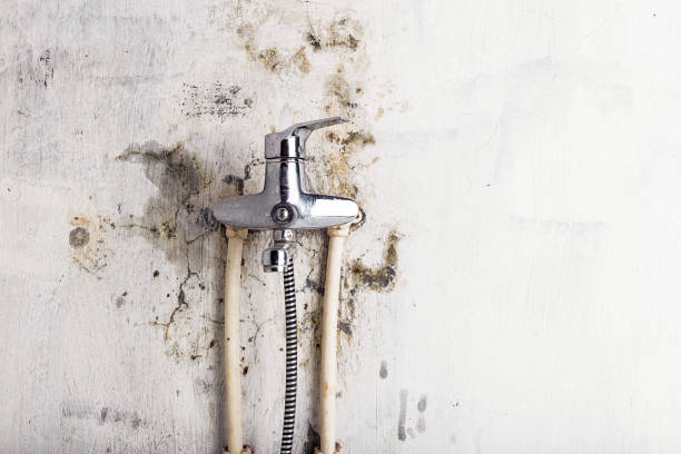 Office Mold Removal Services in Fort Stewart, GA