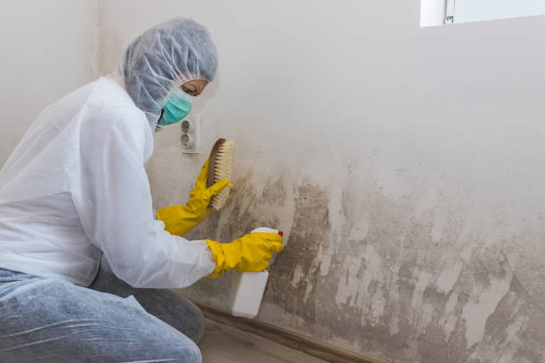 Home Mold Removal in Fort Stewart, GA