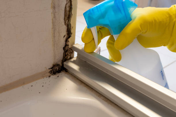 Best Black Mold Removal  in Fort Stewart, GA