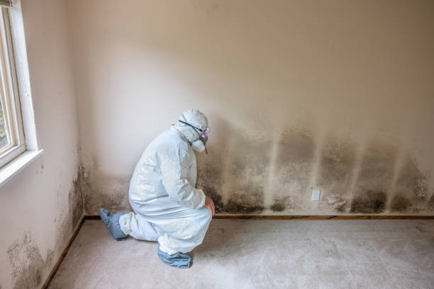 Professional Mold Removal in Fort Stewart, GA